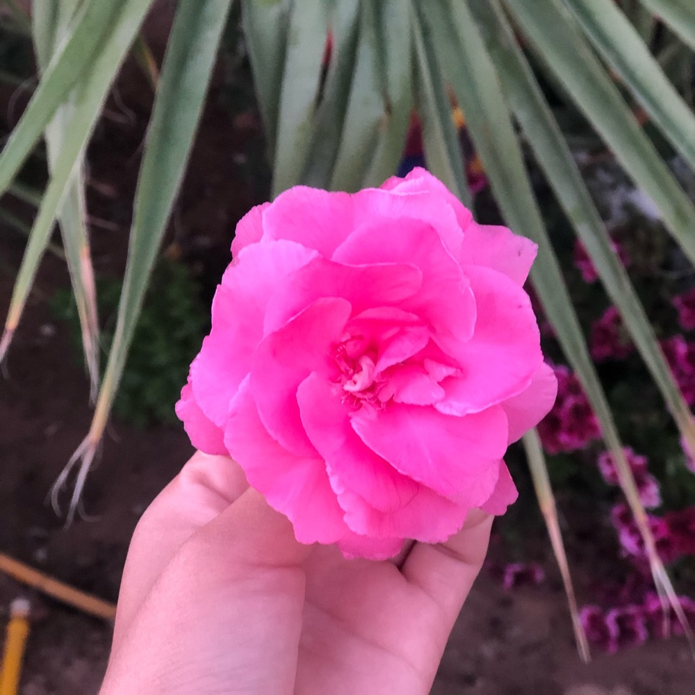 Meet your Posher, America